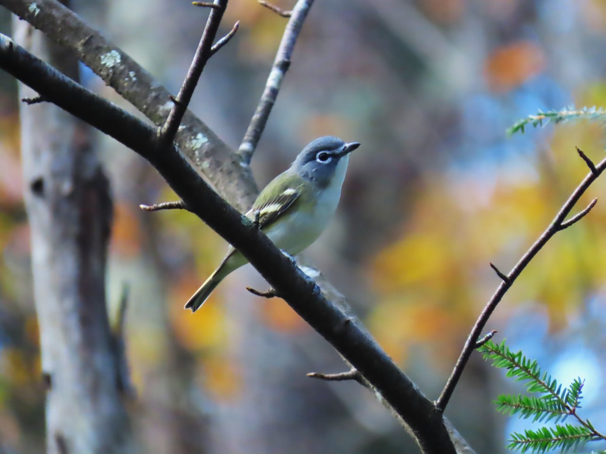 Blue-headed Vireo - ML645682710
