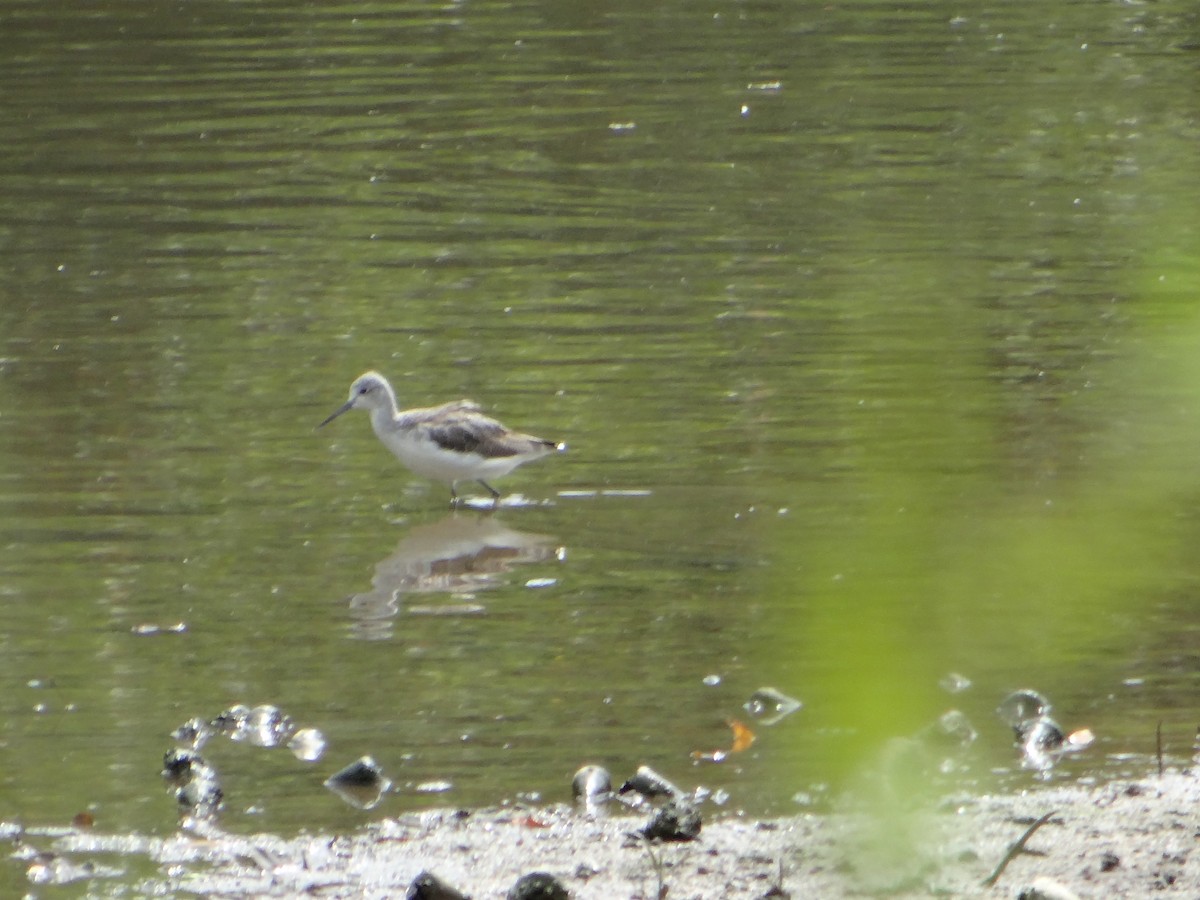 Common Greenshank - ML645682718