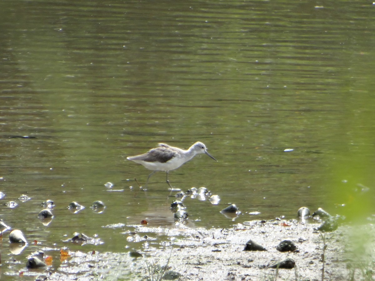 Common Greenshank - ML645682719