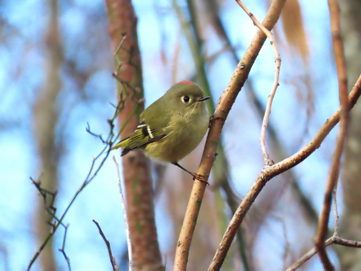 Ruby-crowned Kinglet - ML645682721