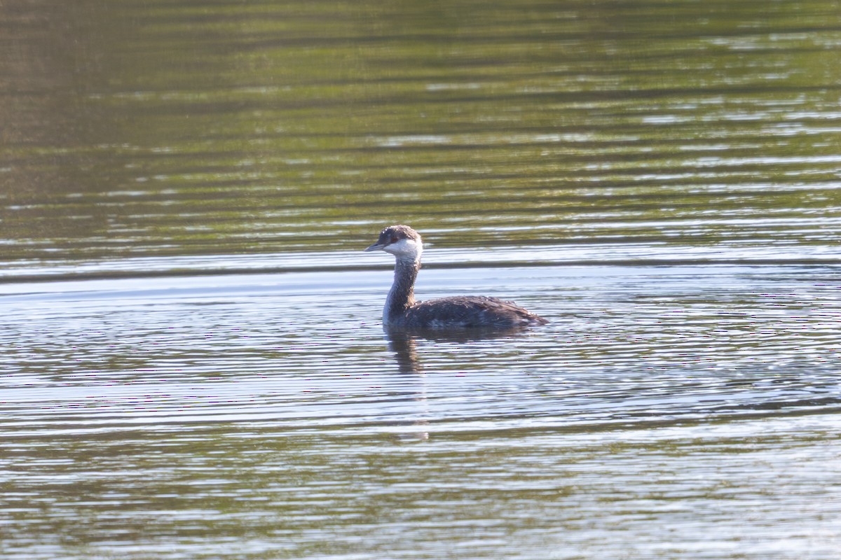 Horned Grebe - ML645682726