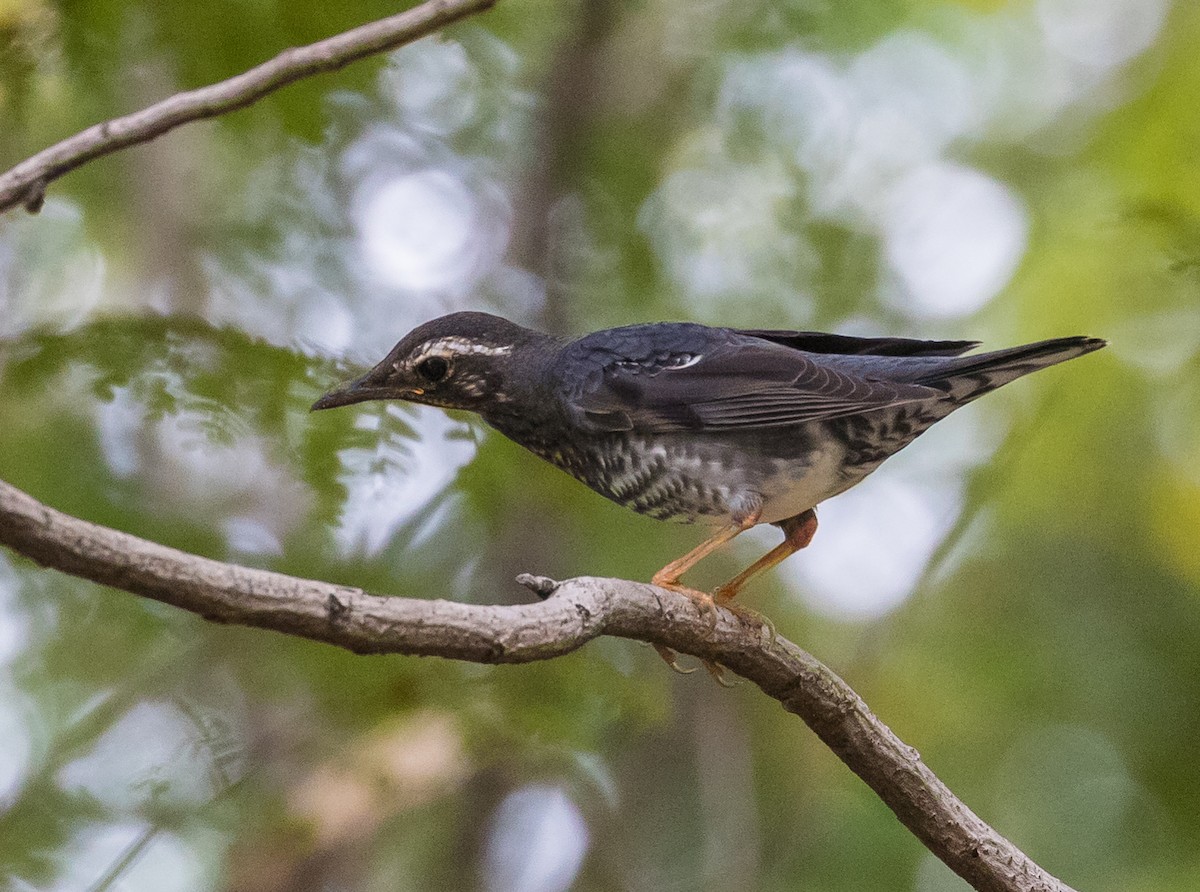 Siberian Thrush - ML645682727