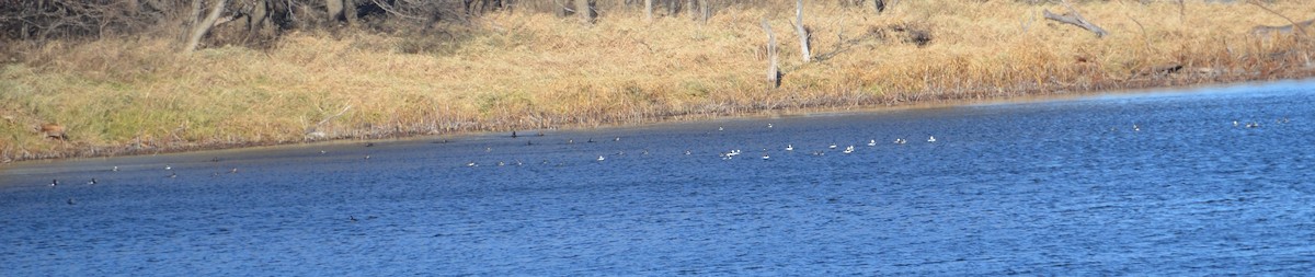 Bufflehead - ML645682728