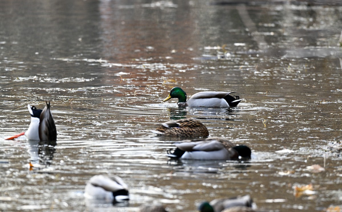 Stockente - ML645682733