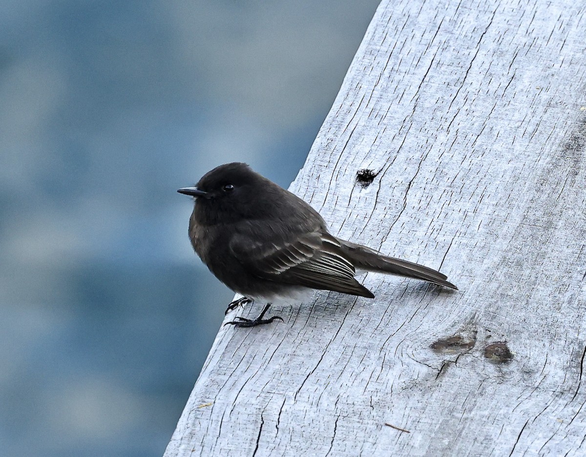 Black Phoebe - ML645682739