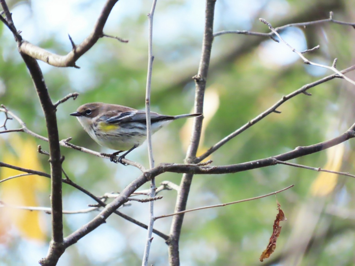 Yellow-rumped Warbler (Myrtle) - ML645682740