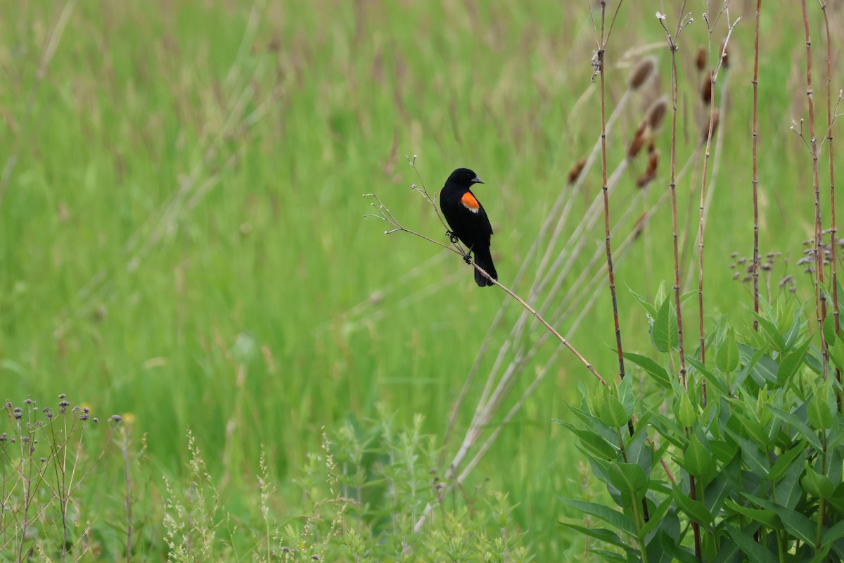 Red-winged Blackbird - ML645682744