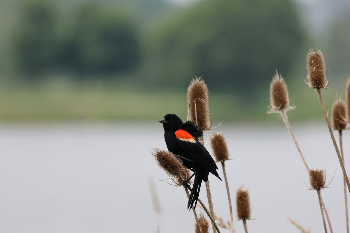 Red-winged Blackbird - ML645682752