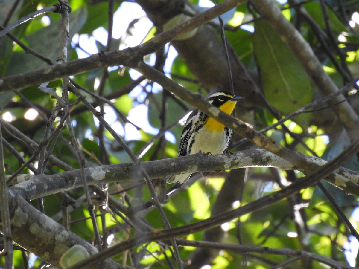 Yellow-throated Warbler - ML645682757