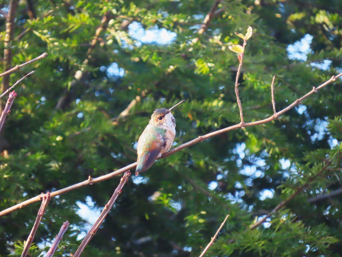 Rufous Hummingbird - ML645682776