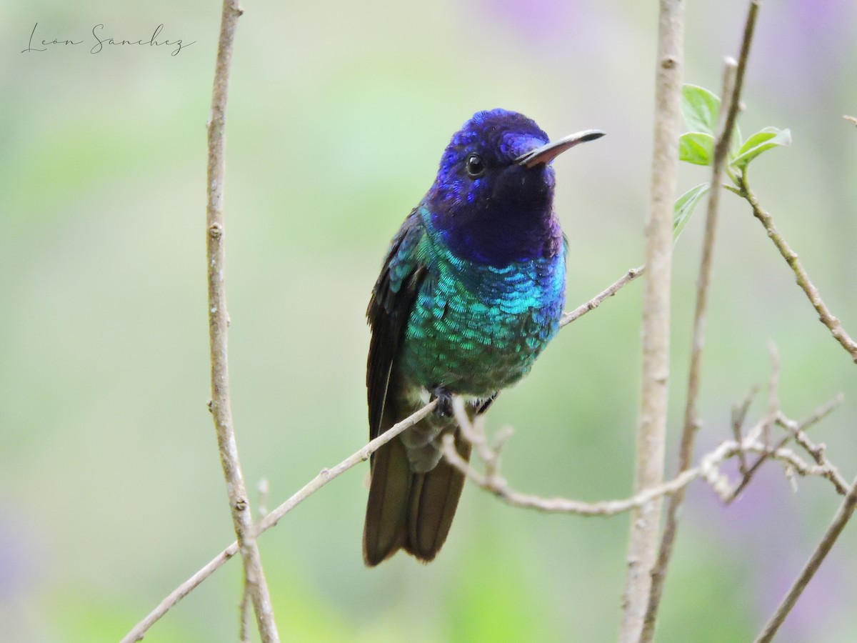 Golden-tailed Sapphire - ML645682779