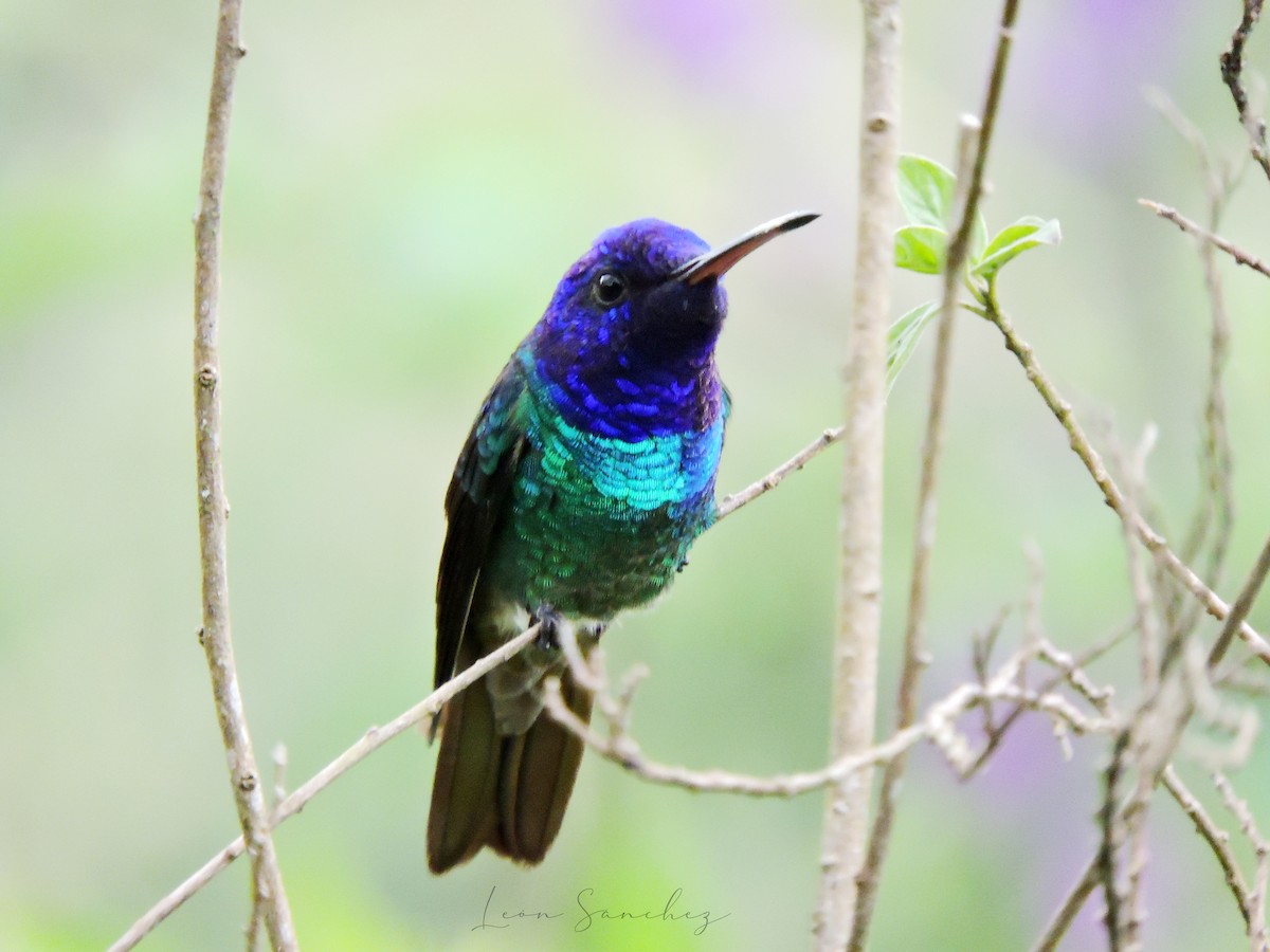 Golden-tailed Sapphire - ML645682780