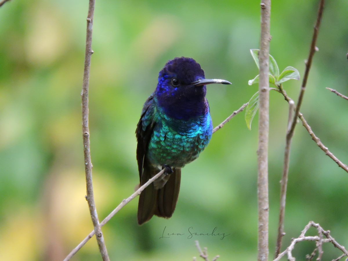 Golden-tailed Sapphire - ML645682781