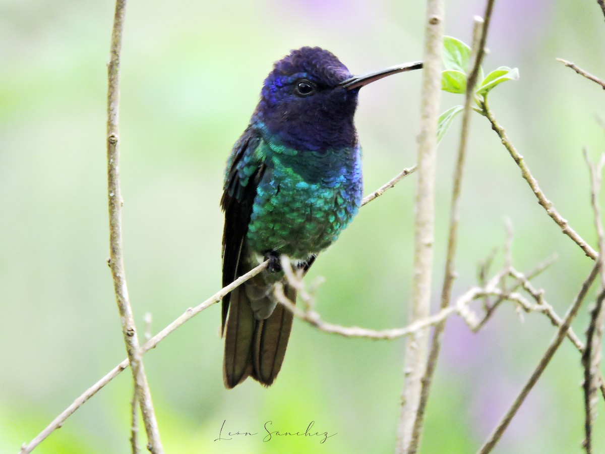 Golden-tailed Sapphire - ML645682782