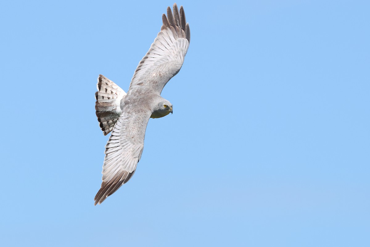 Cinereous Harrier - ML645682792
