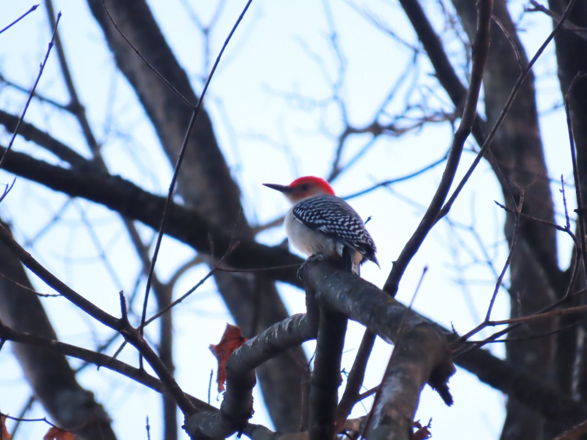 Red-bellied Woodpecker - ML645682800
