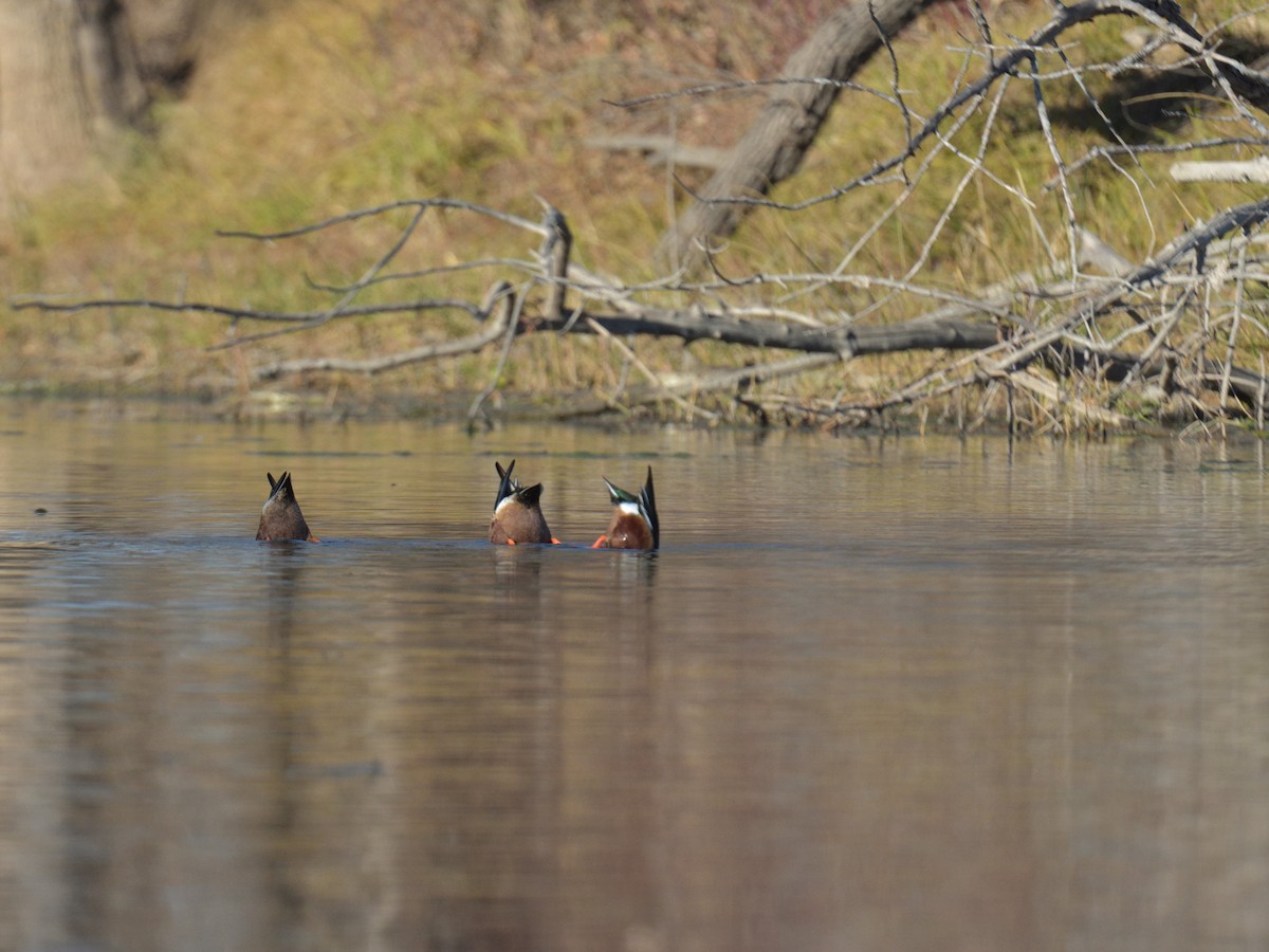 Northern Shoveler - ML645682825