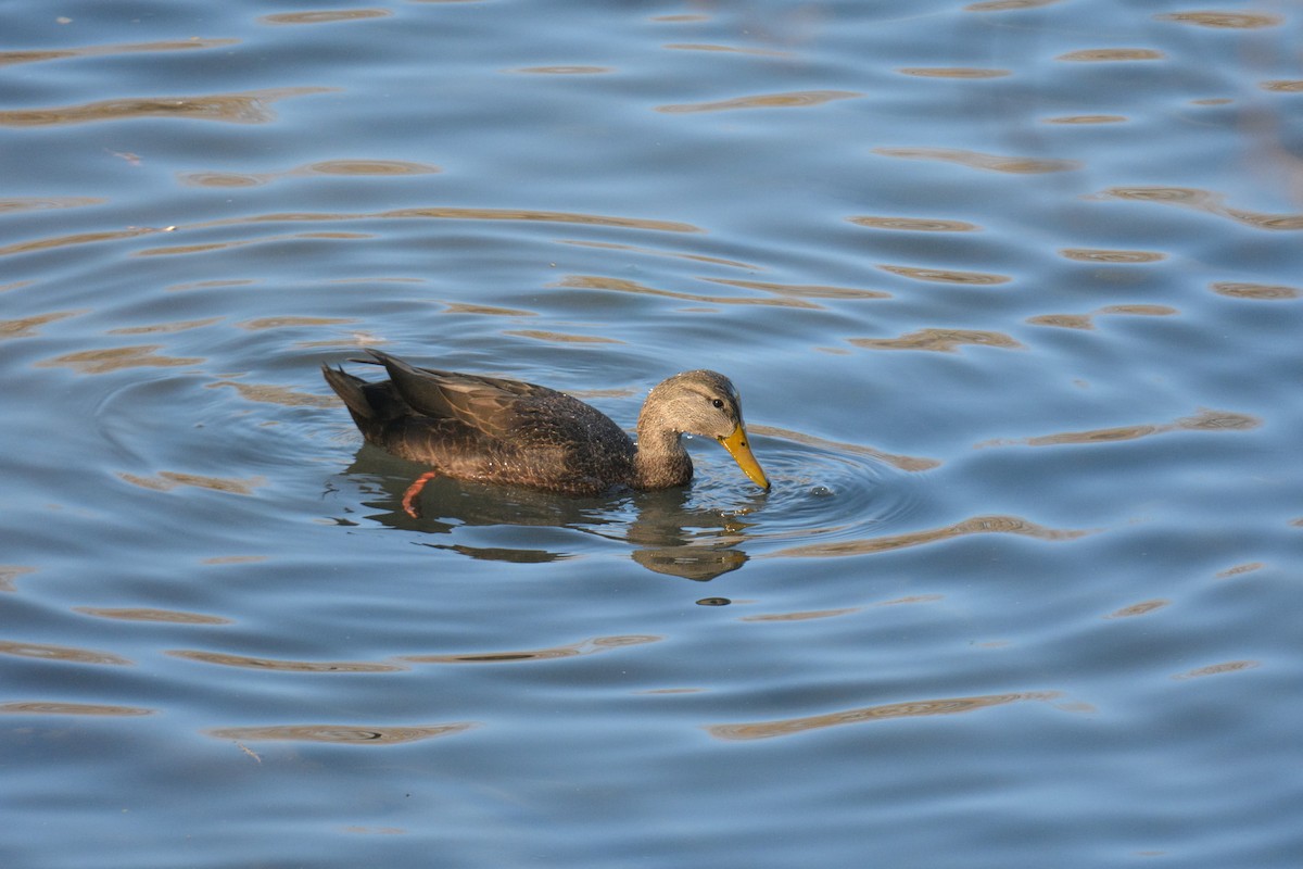 American Black Duck - ML645682826