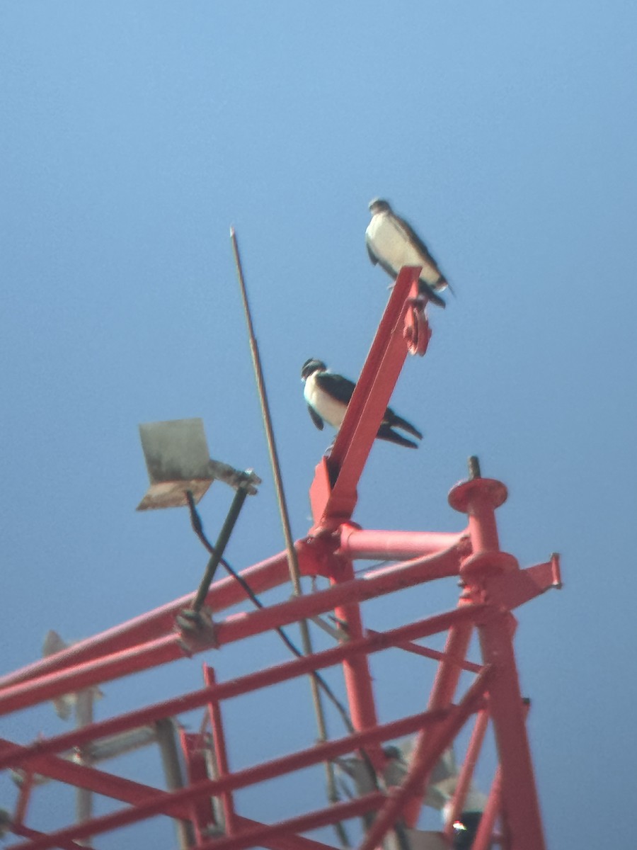 White-tailed Hawk - ML645682829