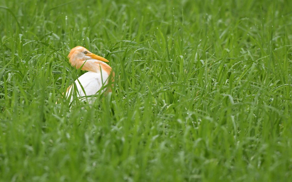 bøffelhegre - ML645682832