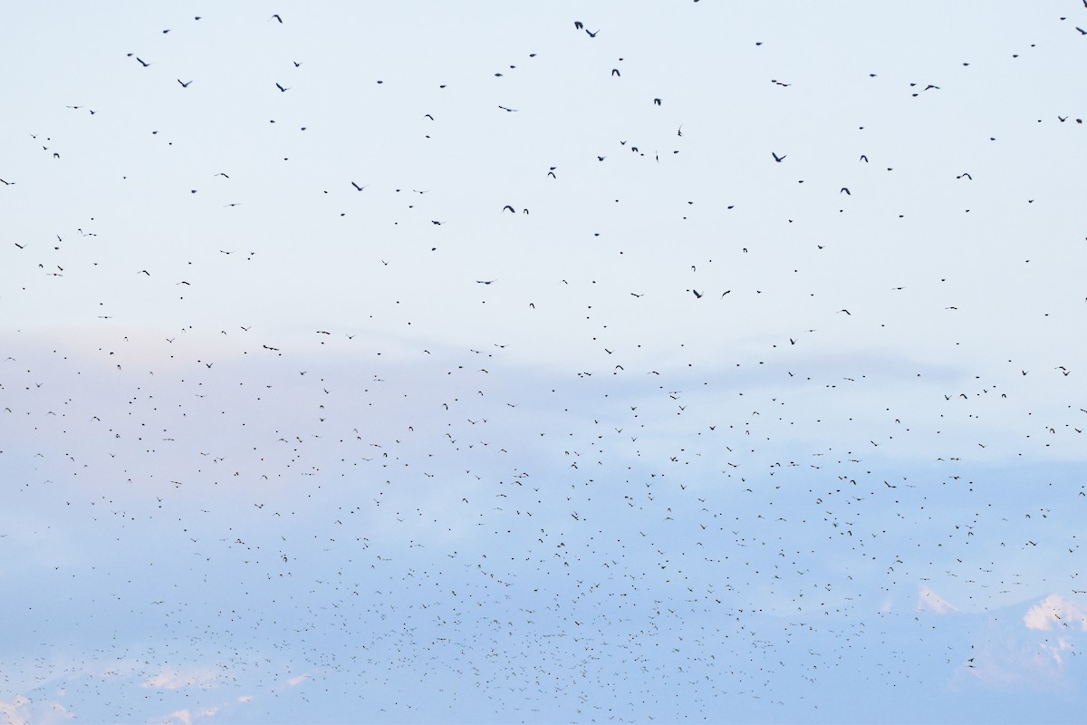 Red-winged Blackbird (Red-winged) - ML645682833