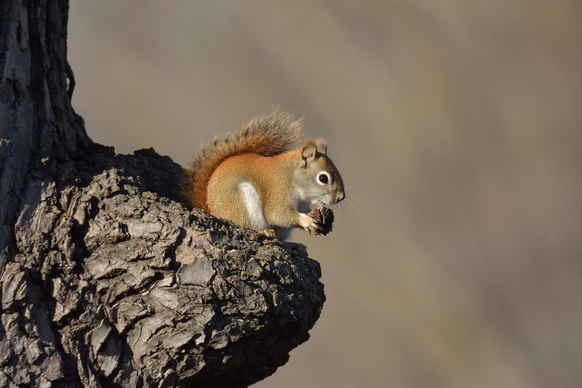 American Red Squirrel - ML645682835