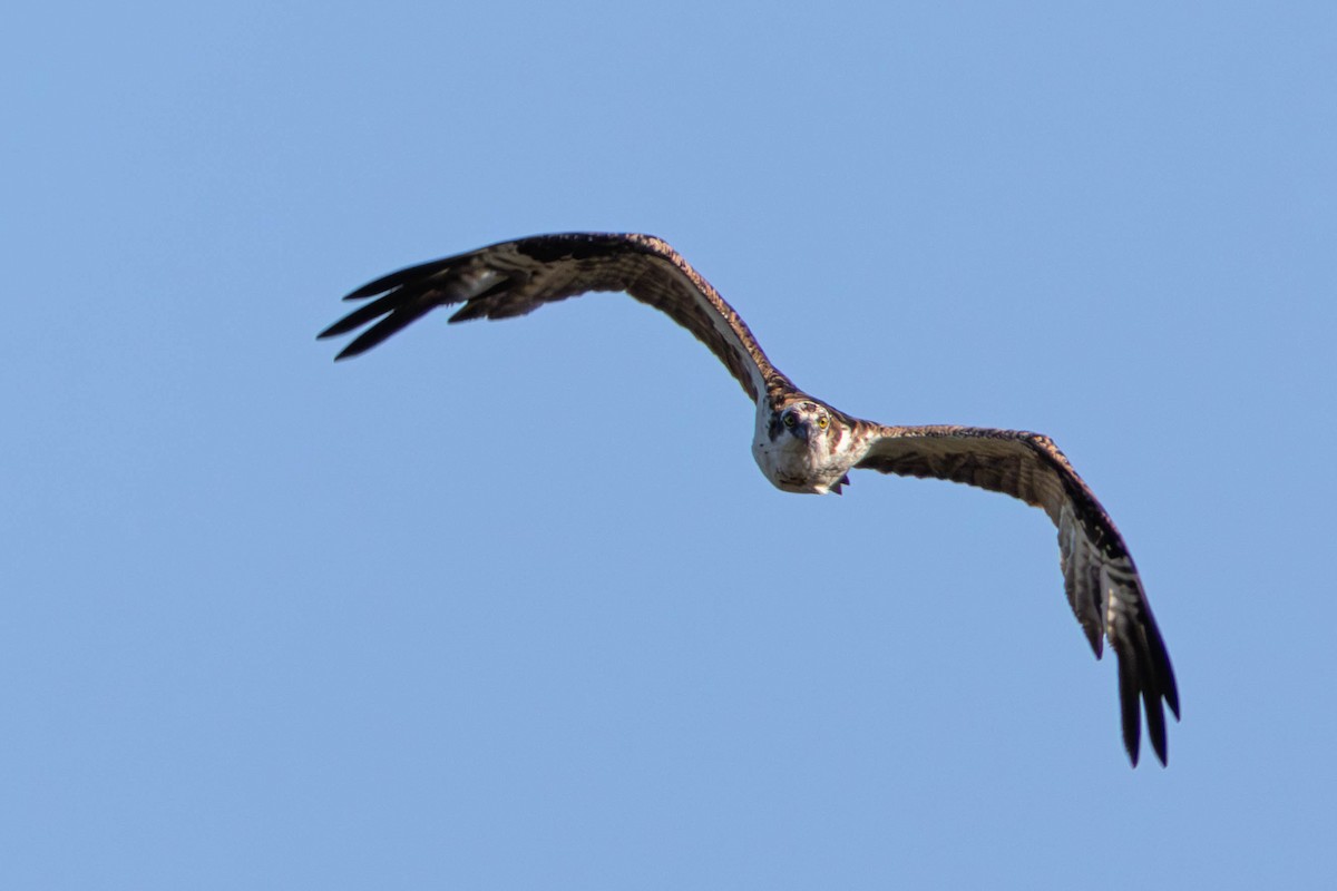 Osprey - ML645682839