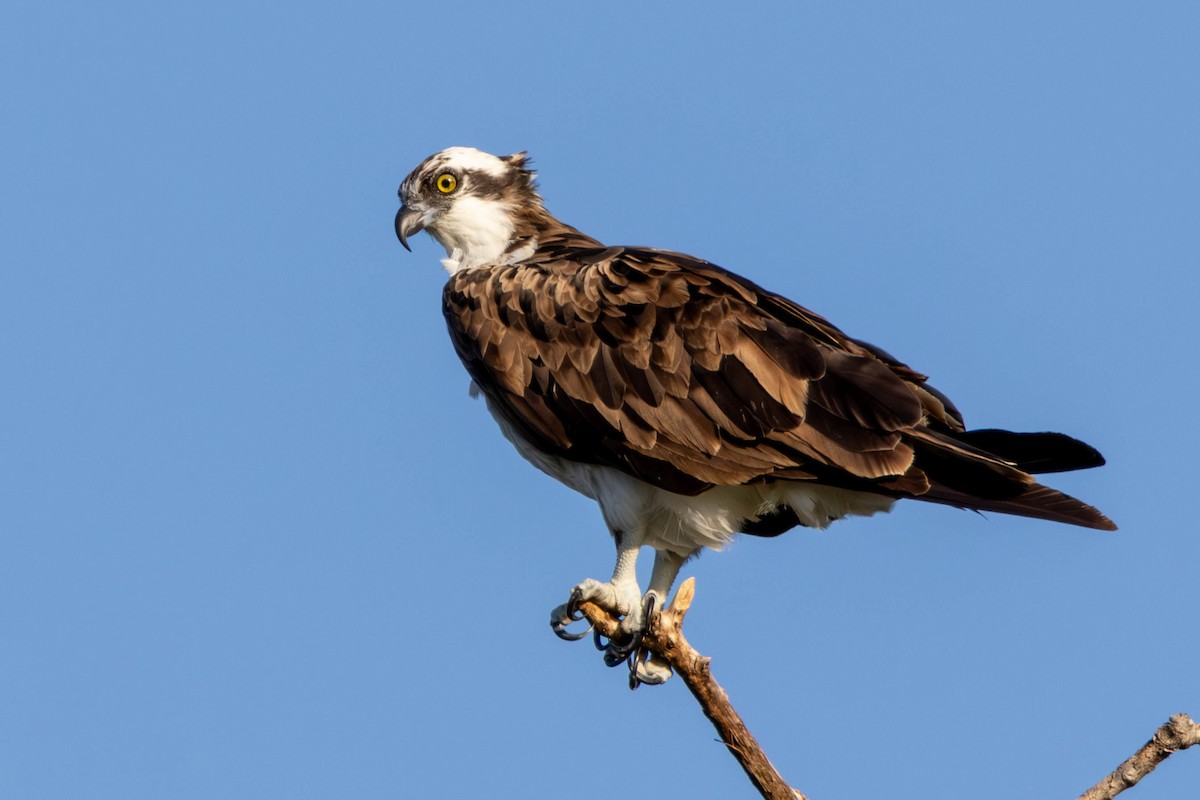 Osprey - ML645682840