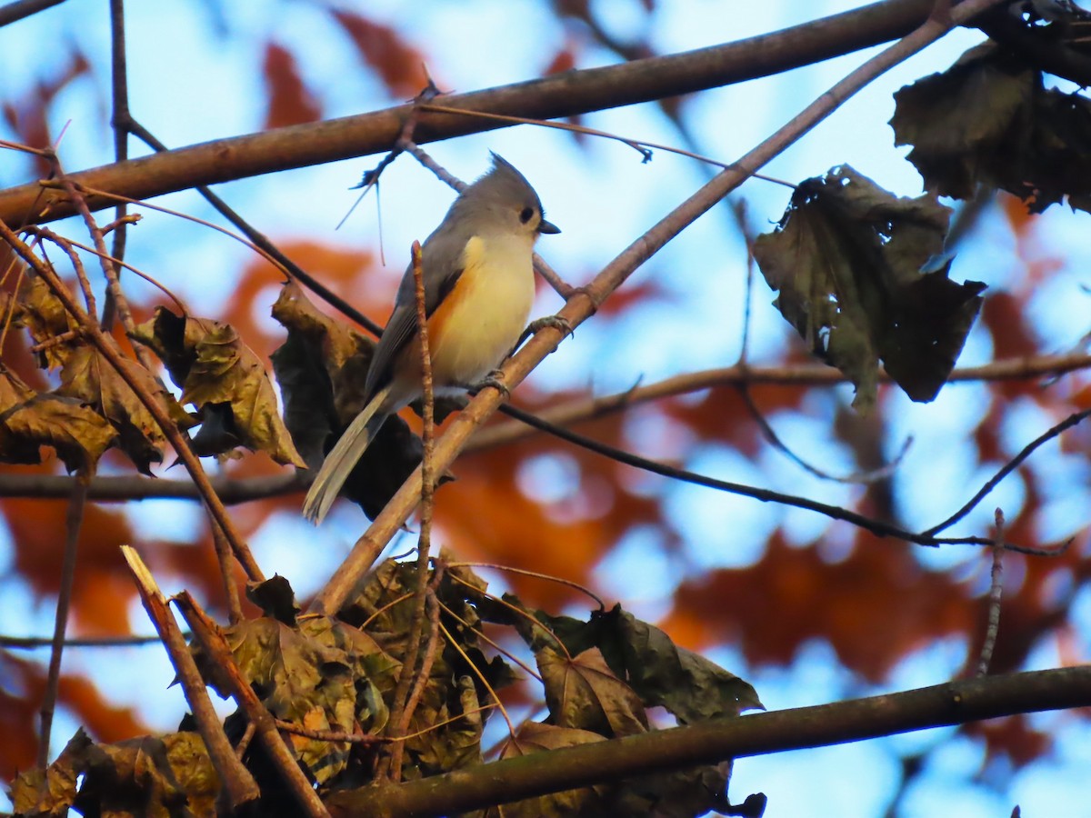 Tufted Titmouse - ML645682841