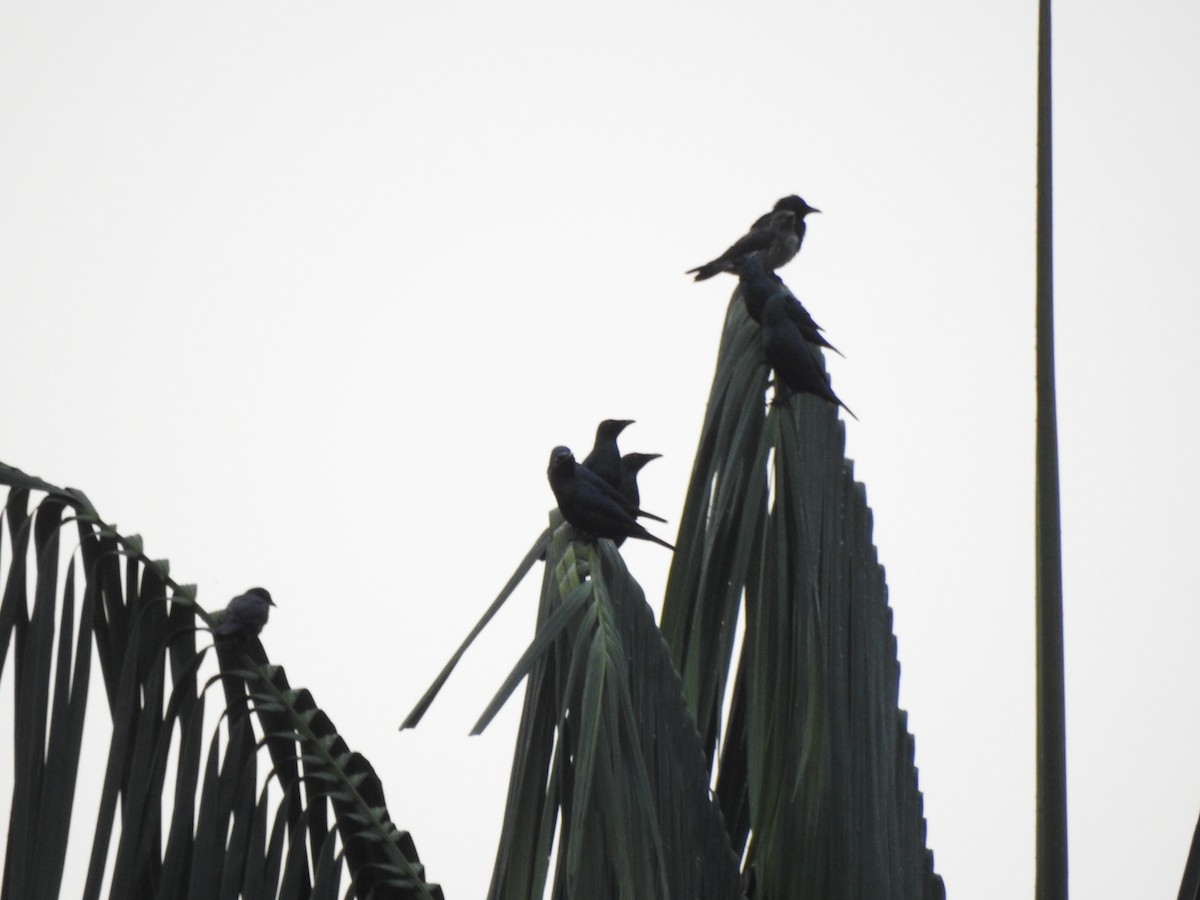 špaček rudooký - ML645682843