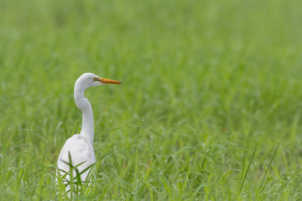 duskhegre - ML645682860