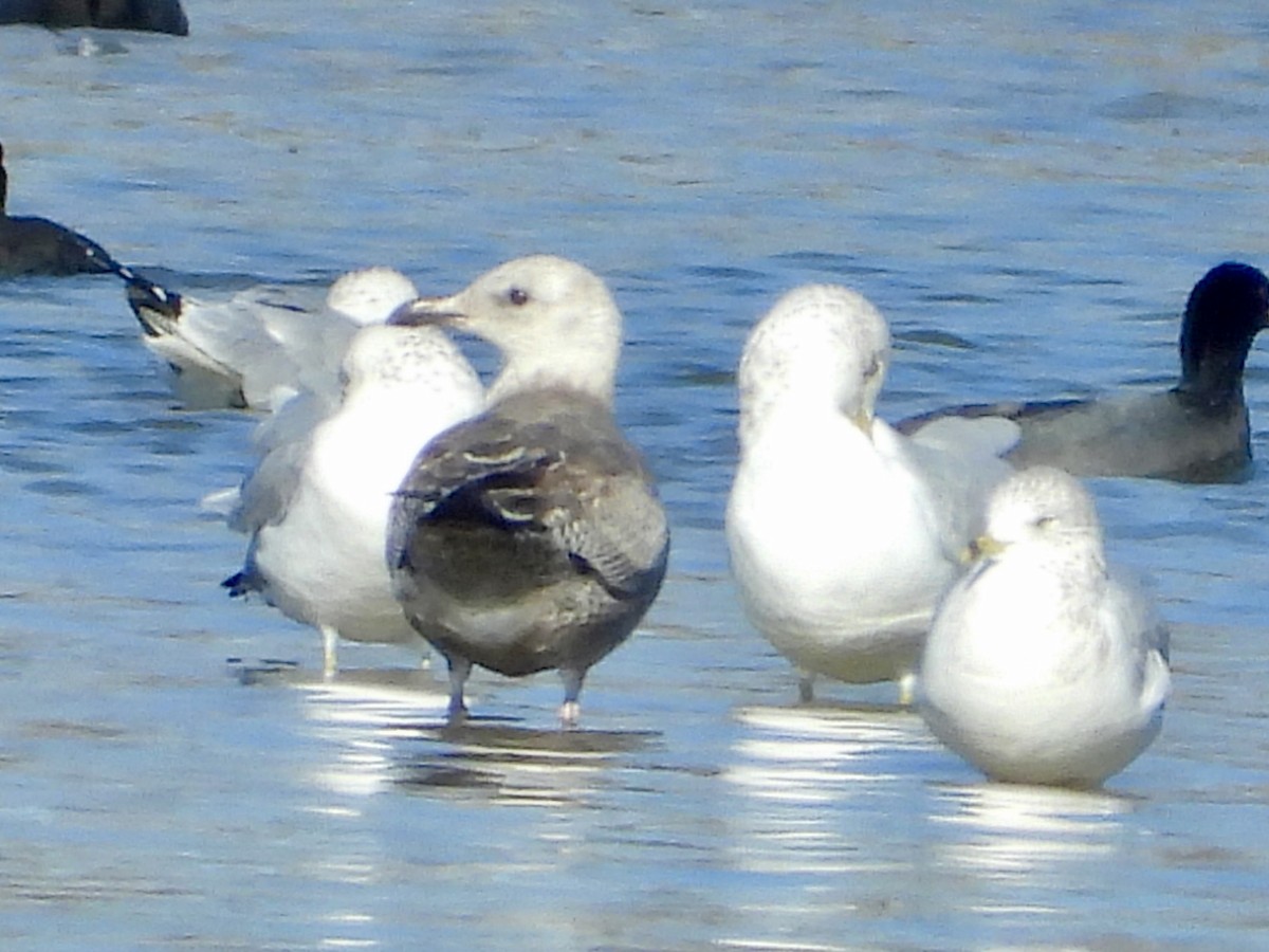 Lesser Black-backed Gull - ML645682864