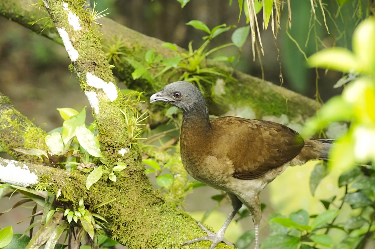 Gray-headed Chachalaca - ML645682872