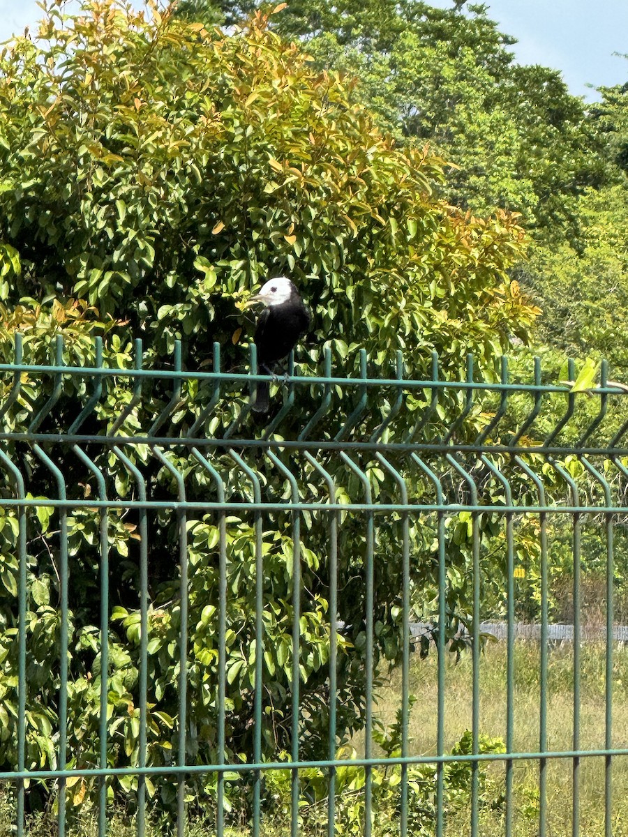 Viudita Cabeciblanca - ML645682879