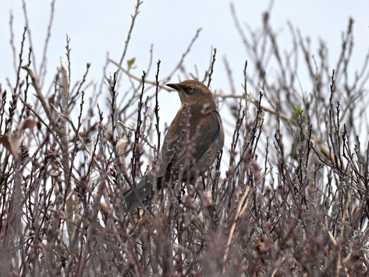 Rusty Blackbird - ML645682880