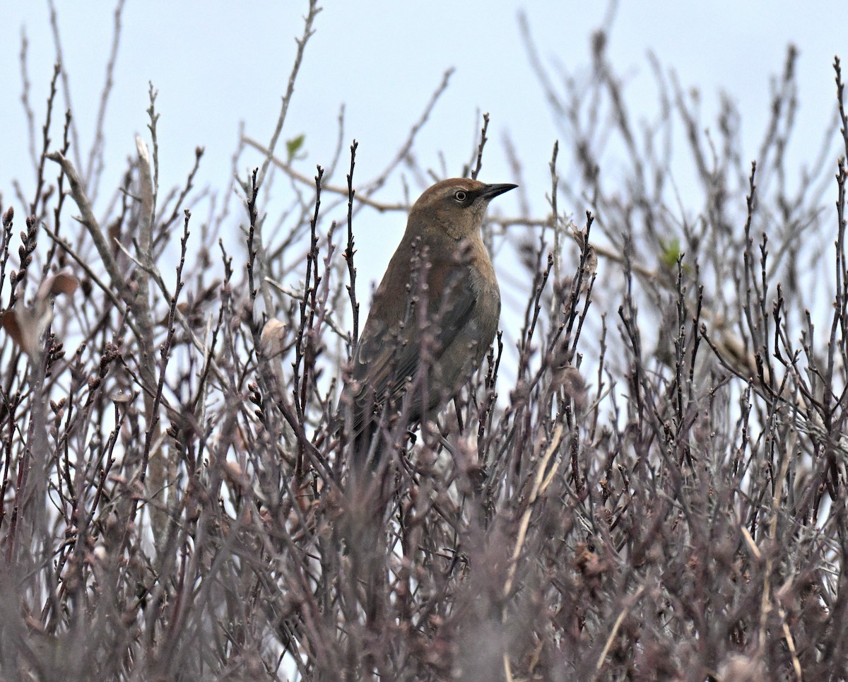 Rusty Blackbird - ML645682881