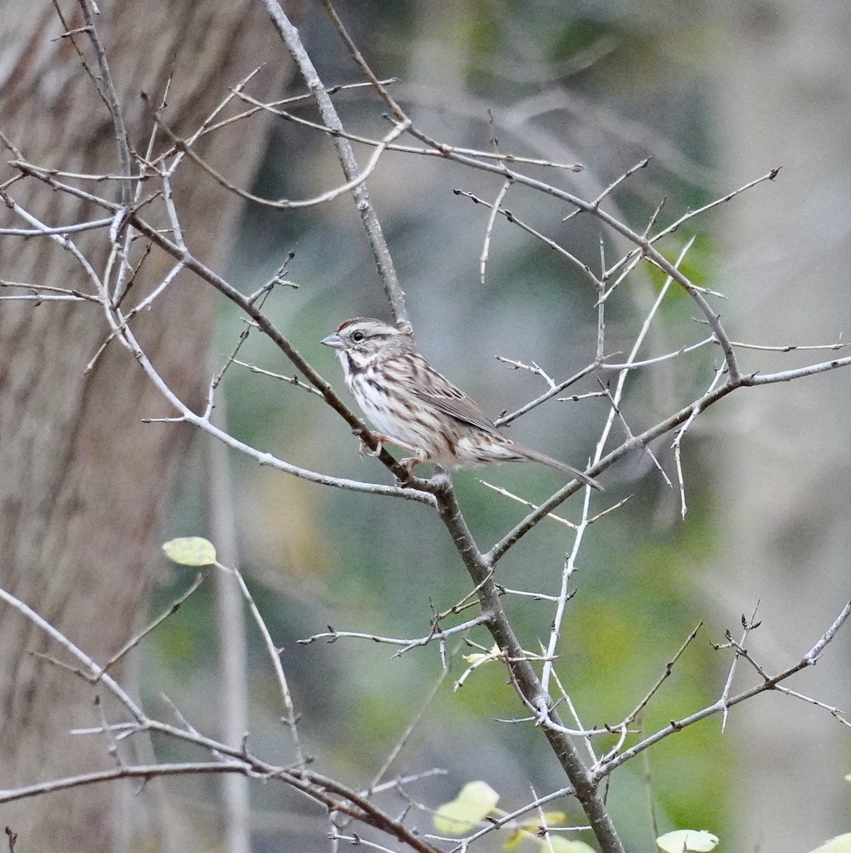 Chingolo Cantor - ML645682883