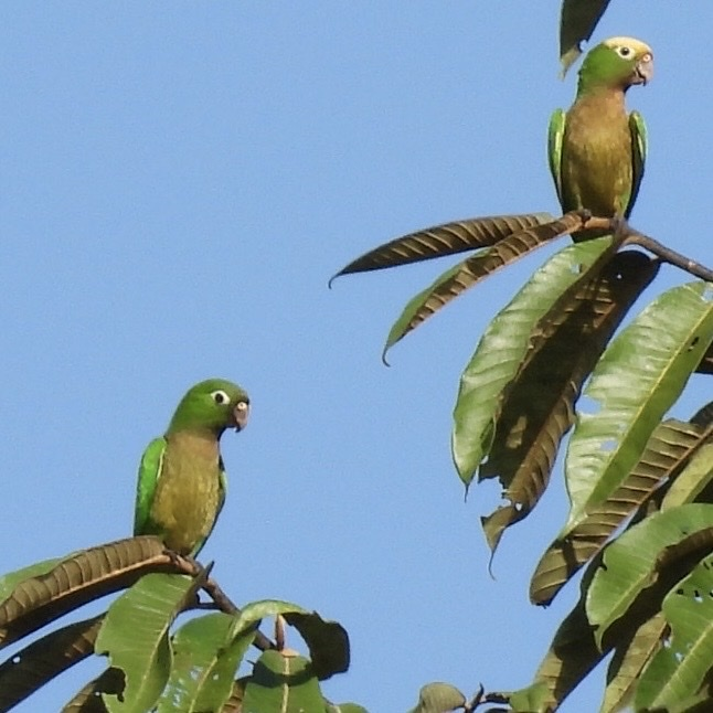 Aratinga Jamaicana - ML645682884