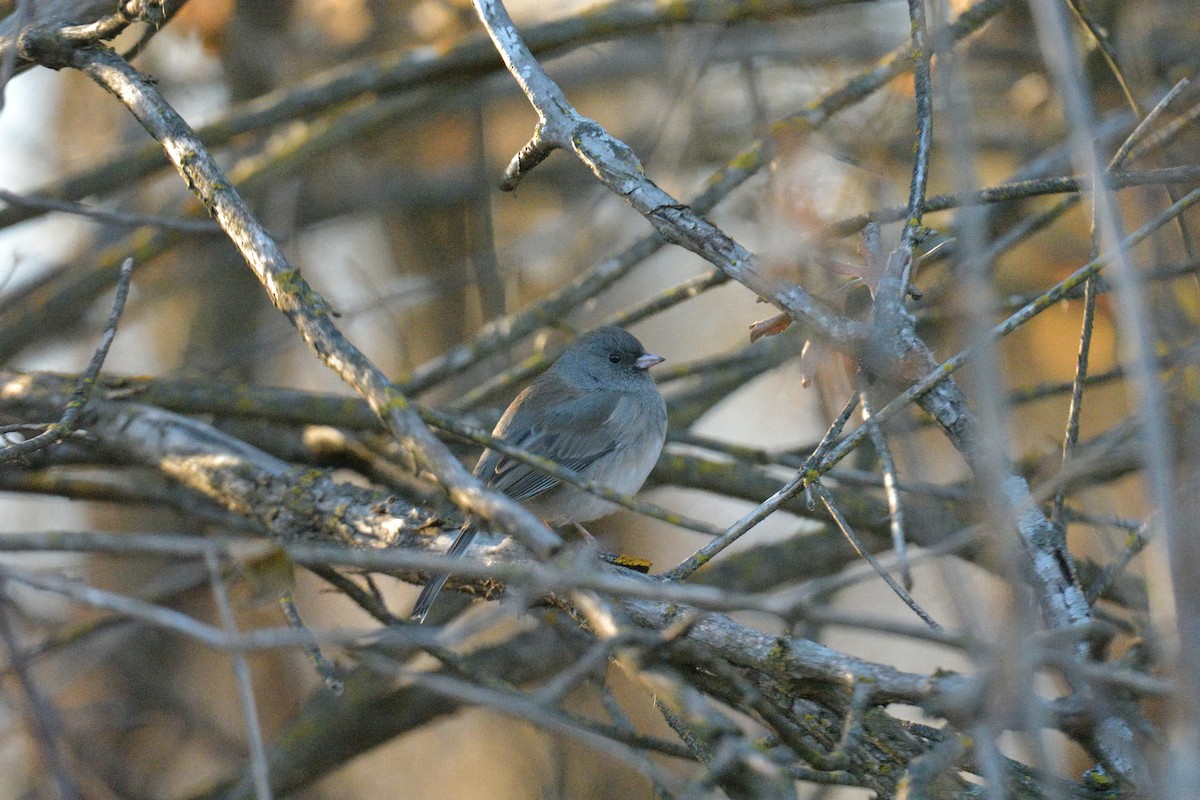 Junco Ojioscuro - ML645682885