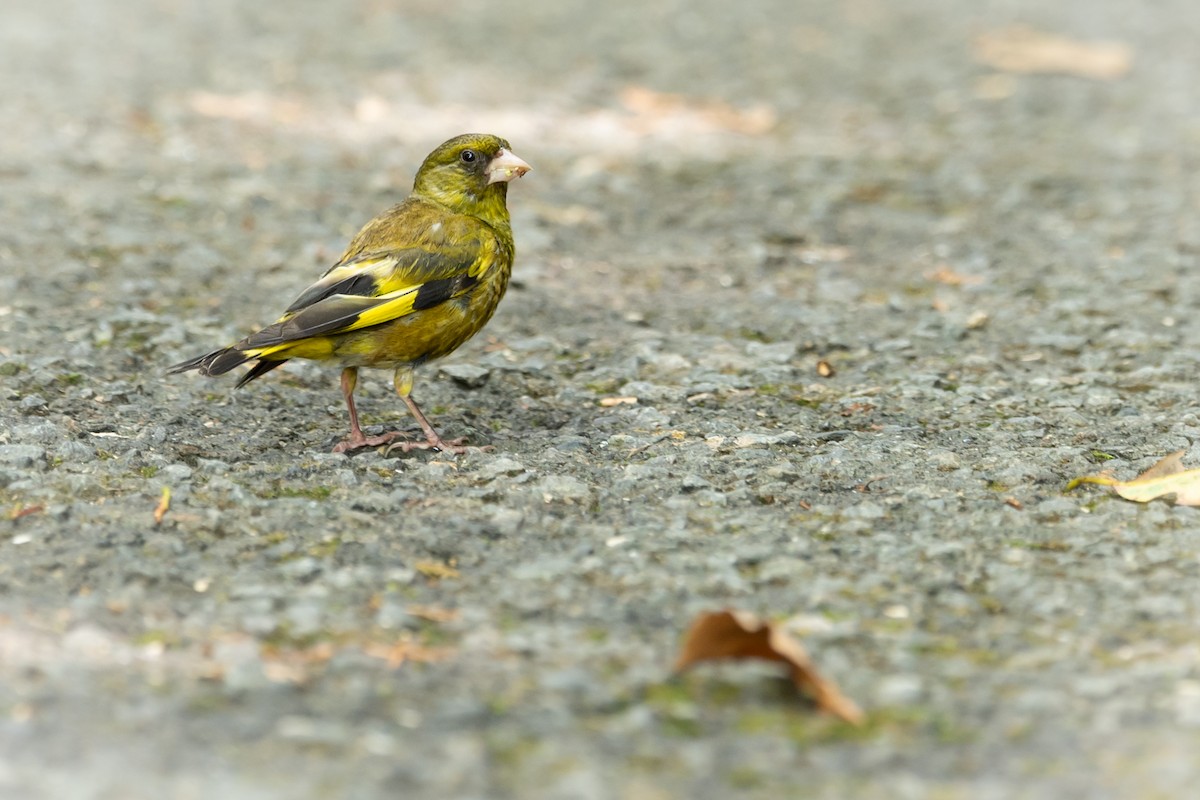 Verderón Chino - ML645682887