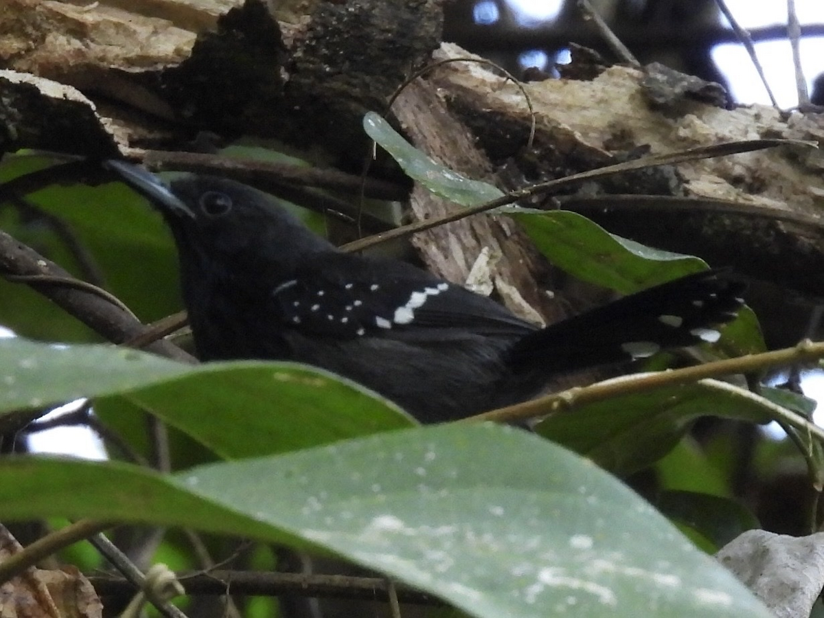 Hormiguerito del Quijos - ML645682889