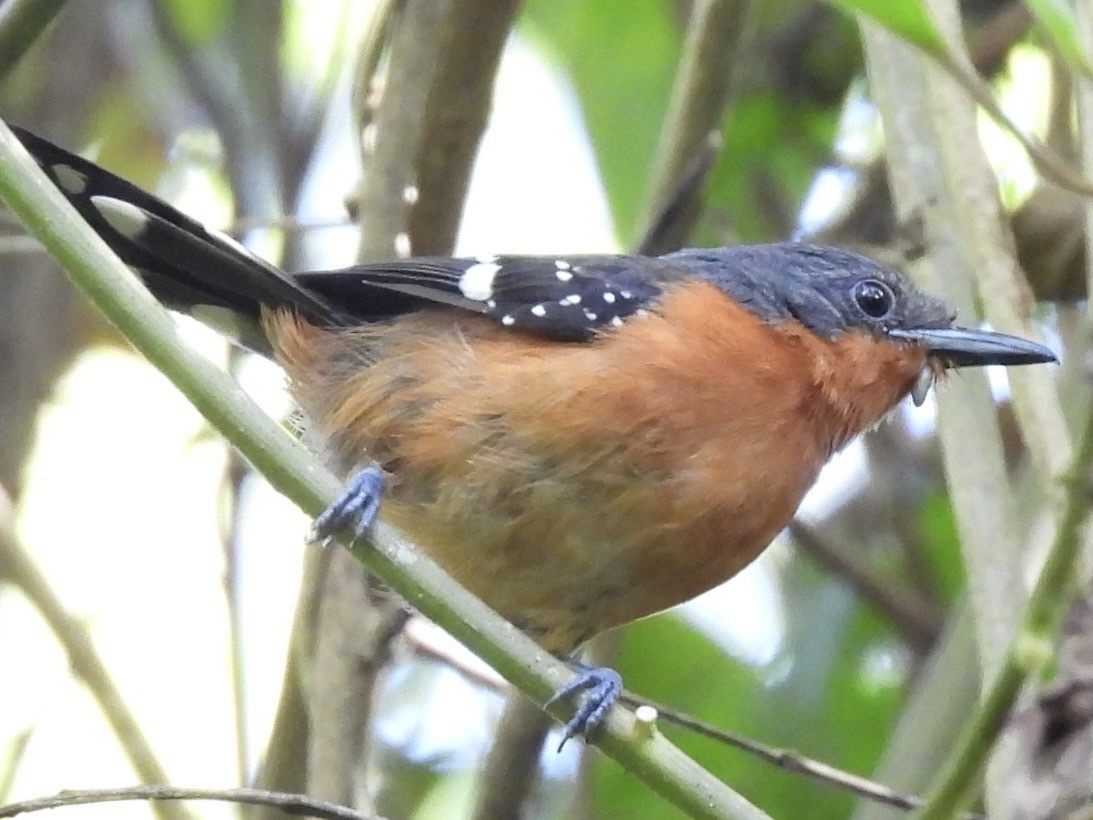Hormiguerito del Quijos - ML645682890