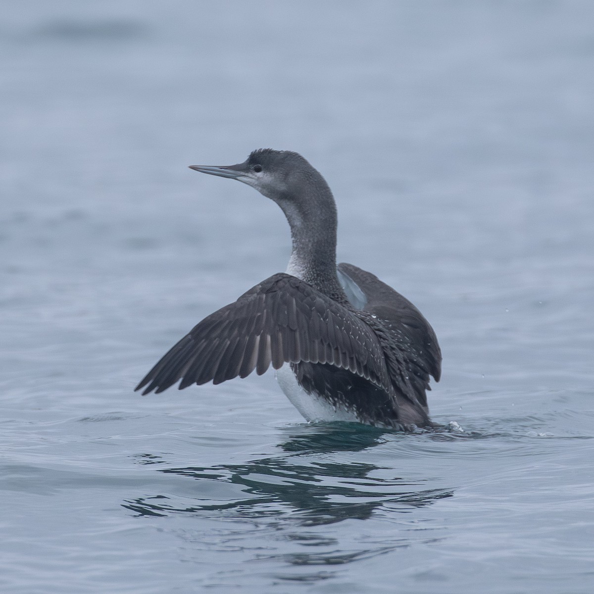 Colimbo Chico - ML645682891