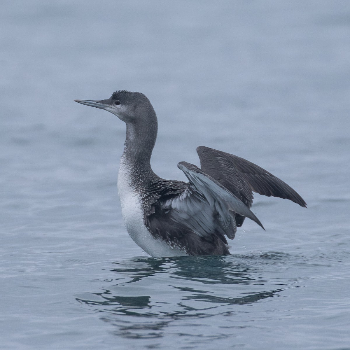 Colimbo Chico - ML645682892