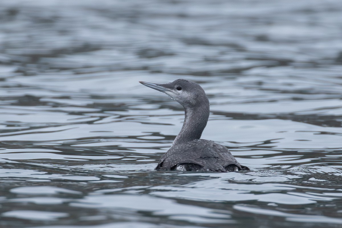 Colimbo Chico - ML645682893