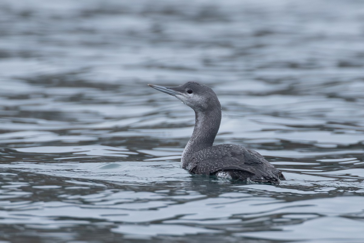 Colimbo Chico - ML645682894