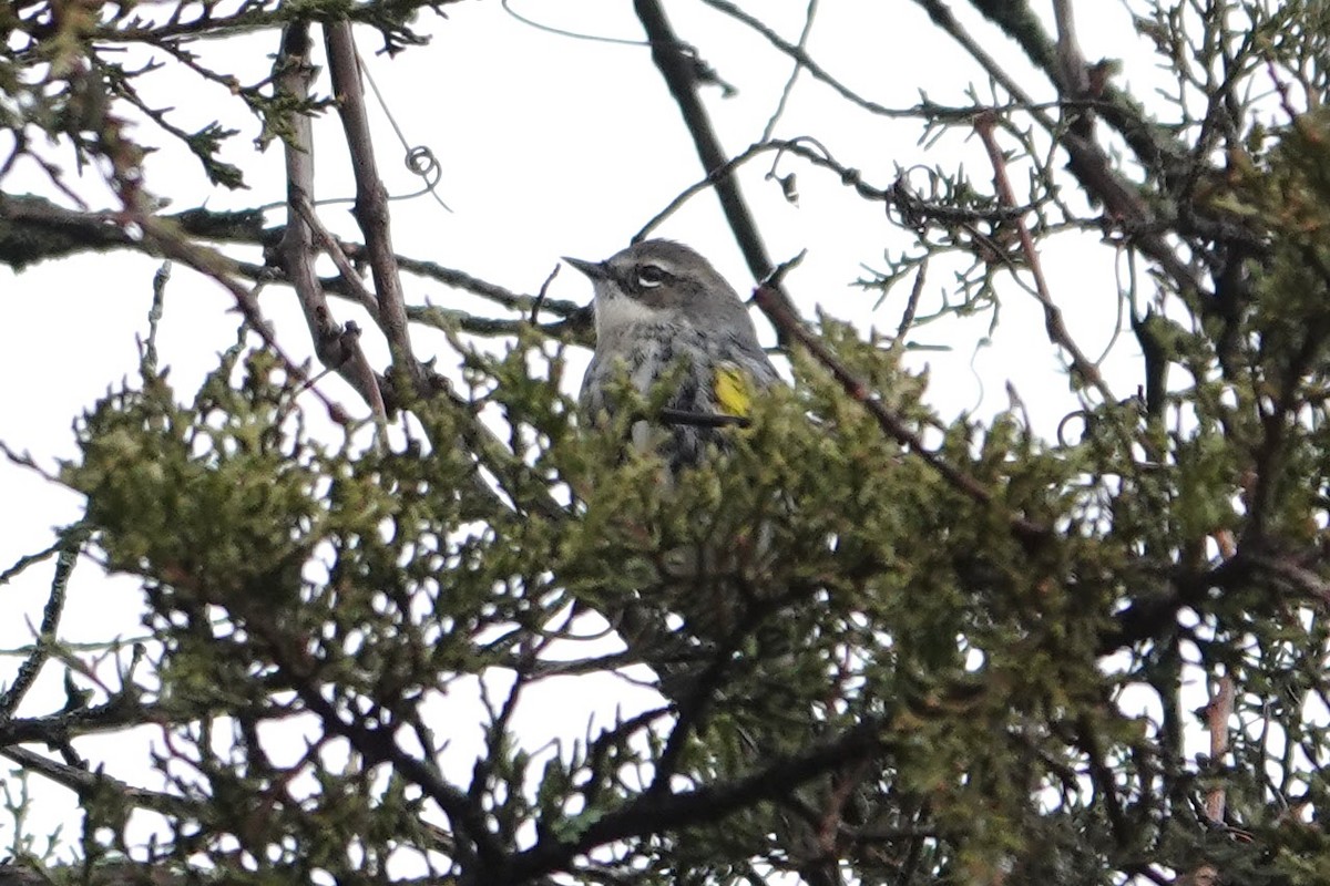 Reinita Coronada - ML645682895