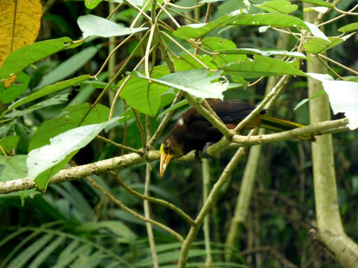 Cacique Dorsirrufo - ML645682896