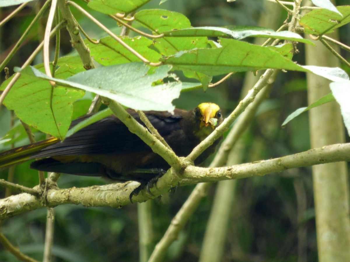 Cacique Dorsirrufo - ML645682897