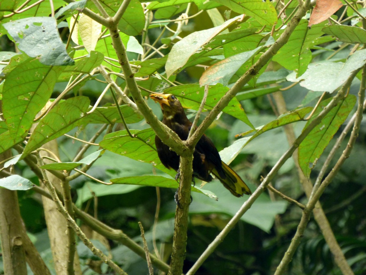 Cacique Dorsirrufo - ML645682898